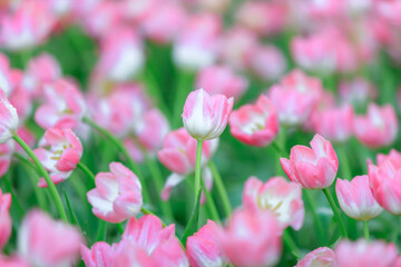 Colorful a Tulip flowers blooming in garden, Springtime