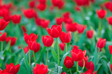 Red Tulip flowers blooming in garden, Springtime