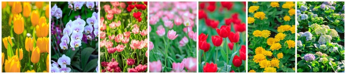 Various a beautiful flowers blooming in garden, Springtime