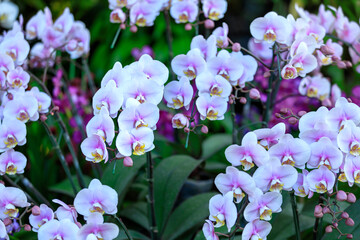 Beautiful orchid flowers blooming in garden, Close up of orchid