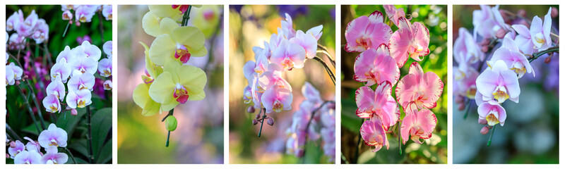 Beautiful orchid flowers blooming in garden, Close up of orchid