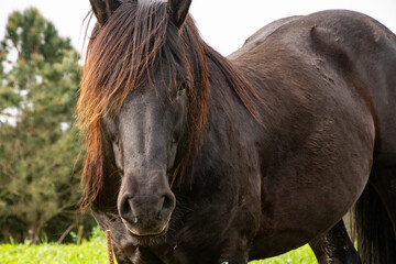Black horse with brown mane standing in field