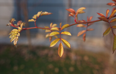 a branch with yellow-orange leaves