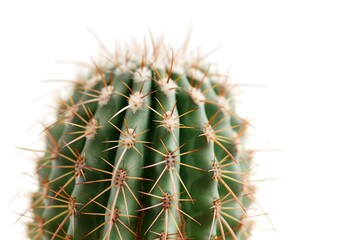 Close view of a column cactus shows its ribbed texture and sharp spines. This cactus is commonly found in dry areas and adds a touch of green to any space with its unique shape
