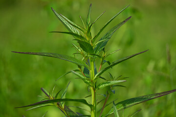 Fresh Green Wild Plant with Slender Leaves in Natural Meadow
