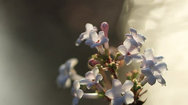 beautiful white flowers of the fragrant snowball bush, delicate flowers in the winter sun, warm winter sunlight, winter bloomers, iburnum farreri, Farrer's viburnum