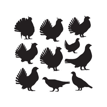 Sage Grouse Silhouettes Collection,Sage Grouse Silhouettes,Vector Sage Grouse Silhouettes,Wild Game Bird Silhouettes,sage grouse vector