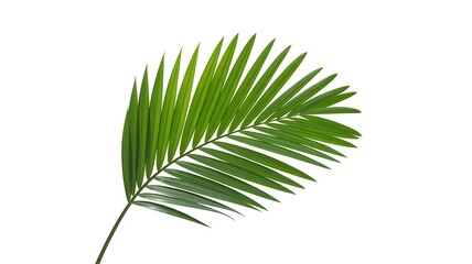 Obraz premium palm leaf isolated on white background.