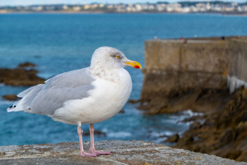 The glaucous gull is a large gull, the second-largest gull in the world. The genus name is from Latin larus, which appears to have referred to a gull or other large seabird.