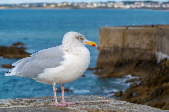 The glaucous gull is a large gull, the second-largest gull in the world. The genus name is from Latin larus, which appears to have referred to a gull or other large seabird.