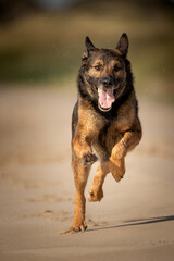 Schäferhund rennt am Strand