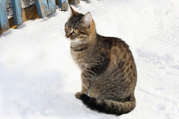 Cat in winter snow.
