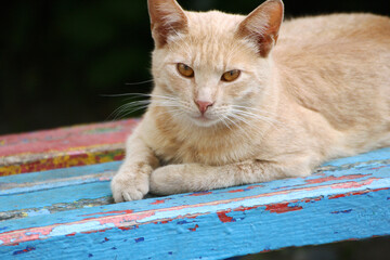 Cat n old bench.