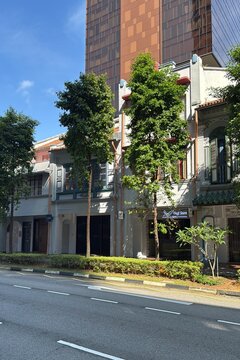 Buildings on Telok Ayer St in Singapore featuring Bucida buceras trees, April 26, 2025.
