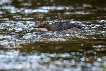 Dipper swimming in clear river