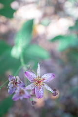 ホトトギスの花