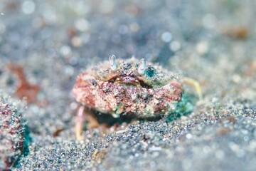 Box Crab in the Lembeh Strait, Sulawesi, Indonesia