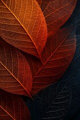 Obraz premium A close-up of autumn leaves showcases intricate vein patterns and warm, contrasting colors.