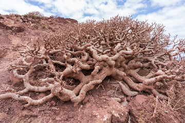 Twisted leafless succulent shrub with thick gnarled branches growing on red volcanic slope under partly cloudy sky on Montana Roja, Tenerife, Canary Islands, Spain.