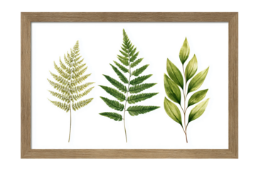 Detailed botanical illustration in frame isolated on transparent background