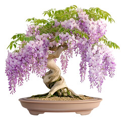 Bonsai tree with purple flowers on transparent background