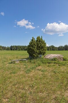 View of Aljava Ukukivi (Offering stone of Uku) boulder with juniper tree beside it in a grassy field, surrounded by low-lying vegetation and a backdrop of a forest line in sunny summer weather with cl