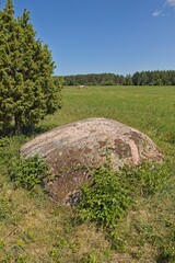 Close-up of Aljava Ukukivi (Offering stone of Uku) boulder with juniper tree beside it in a grassy field, surrounded by low-lying vegetation and a backdrop of a forest line in sunny summer weather wit