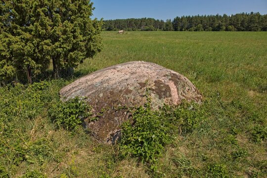 Close-up of Aljava Ukukivi (Offering stone of Uku) boulder with juniper tree beside it in a grassy field, surrounded by low-lying vegetation and a backdrop of a forest line in sunny summer weather wit