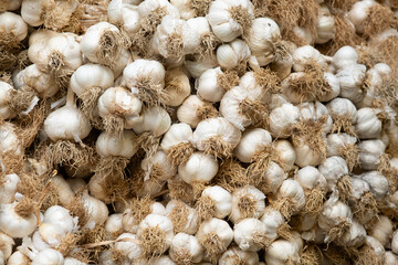 Garlic bulbs with dry roots forming a full frame overhead background, symbolizing fresh harvest, cooking ingredients, natural spice, and robust flavor