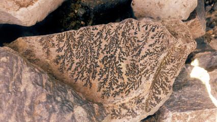 Manganese dendrite with a natural fern like pattern on a rock