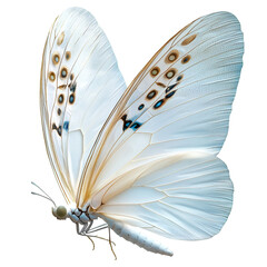 White butterfly with brown spots details on transparent background
