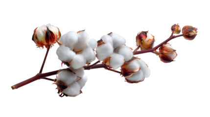 Close-up of a single cotton branch with natural cotton fibers transparent png background. Ai generated