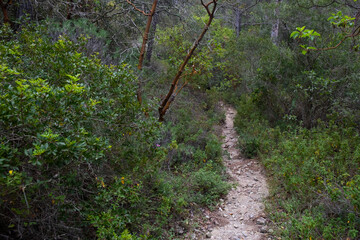 Scenic nature trail winding through lush greenery in a peaceful forest setting