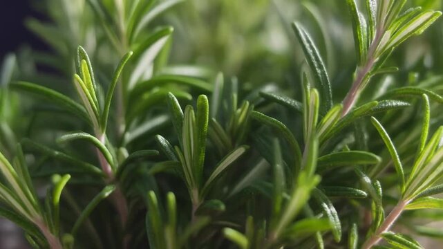 Close up macro shot of fresh vibrant green rosemary plant leaves gently swaying in natural light, showcasing aromatic cooking herb