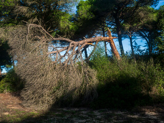 Bosque de pinos en el parque natural de Barbate, España © Juanmi