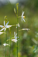  Traubige Graslilie, Astlose Graslilie, Große Graslilie, Anthericum liliago © dina