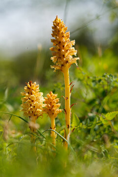 Gro&szlig;e Sommerwurz, Orobanche elatior, Hohe Sommerwurz