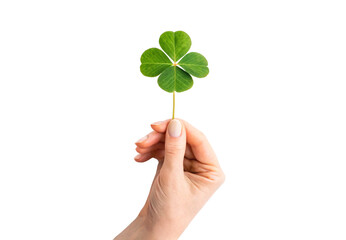 Hand holding fresh green four leaf clover stem upright delicately, isolated on a transparent background