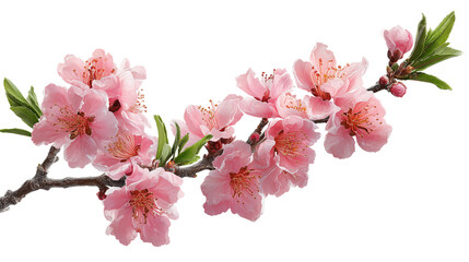 Fresh cherry blossom petals scattered transparent png background. Ai generated