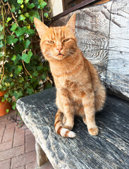 Ginger domestic cat sitting on a rustic wooden bench outdoors near a house wall covered with green ivy, rural lifestyle and pet concept