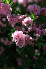 pink rose bush