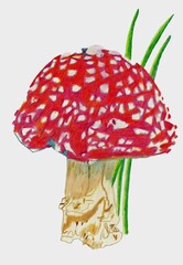 A hand-drawn toadstool mushroom with many details.