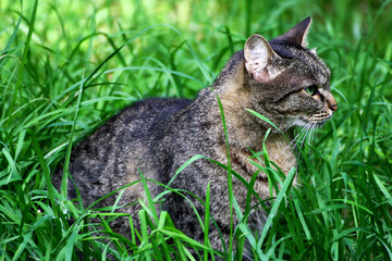 Cat sitting in the grass.