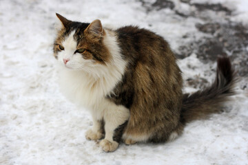 Cat sitting in the snow.