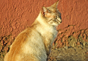 Cat sitting half-side, covering his eyes in the sunset.