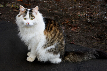 Cat sitting on the pavement.