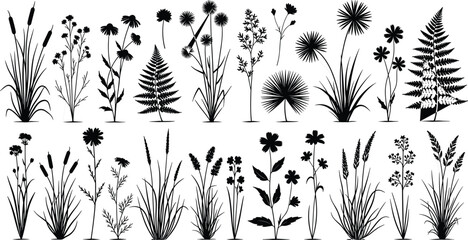 Grasses, Ferns, Rushes, and Flowering Plants for Landscape Architecture and Nature Graphics, Flat Illustration © Momotaj