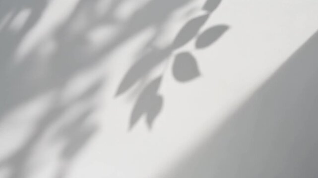 Leaf Shadows on White Wall