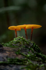 Brazilian Mushroom
This plant is very comon in brazilian savannah.