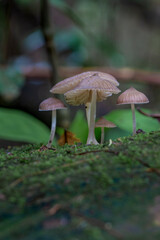 Brazilian Mushroom
This plant is very comon in brazilian savannah.